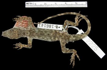 Media type: image;   Herpetology R-186147